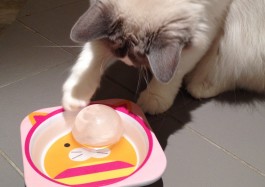 The Original Ice Ball - Cat